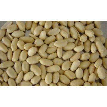 Nouvelle culture de bon qualité Fresh Nut / Blanched Peanut Kernals